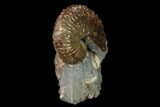 Red, Iridescent Discoscaphites Gulosus Ammonite - South Dakota #155430-1